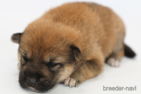 成約済の神奈川県の柴犬-325885の3枚目